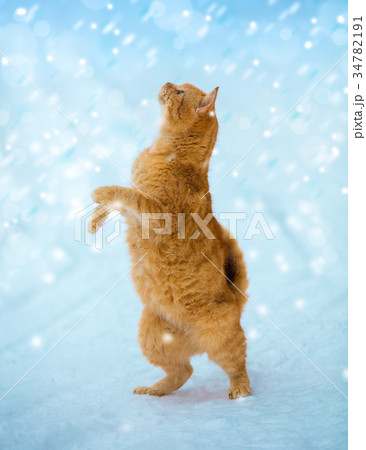 cat with raised paw looking up on fallen snow cat with raised paw looking up on fallen snow 34782191