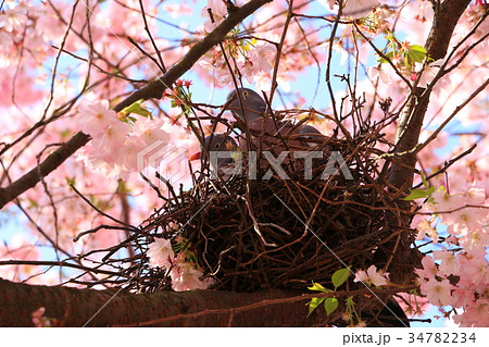 桜で巣作り 34782234