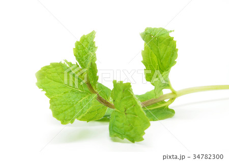 Fresh mint leaves Fresh mint leaves 34782300