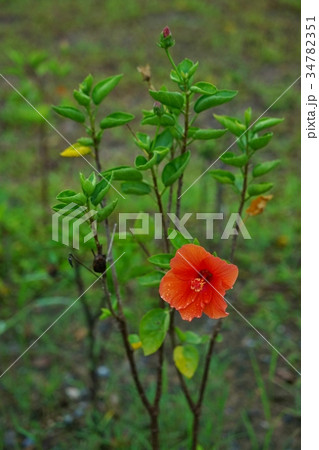 仏桑花、ブッソウゲ、ハイビスカス（Hibiscus） 34782351