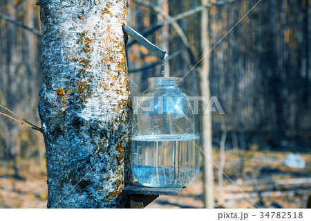 Production of birch sap in glass jar in the forest 34782518