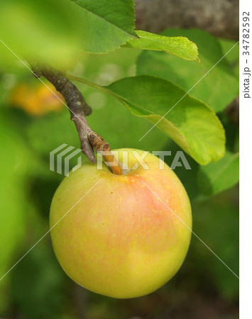 収穫前のリンゴ 収穫前のリンゴ 34782592