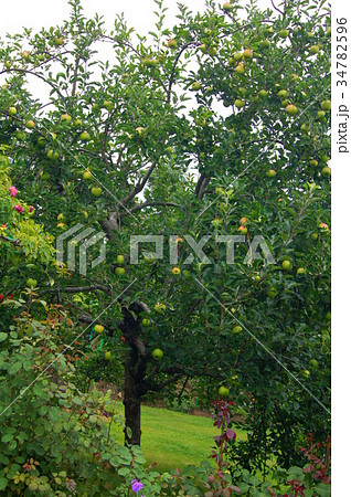 収穫前のリンゴ 34782596