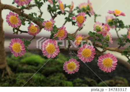 菊花 菊花 34783317