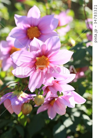 光輝く 34783321