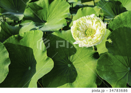 White lotus flower with green leaves White lotus flower with green leaves 34783686