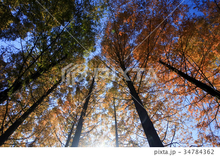 公園の紅葉 34784362