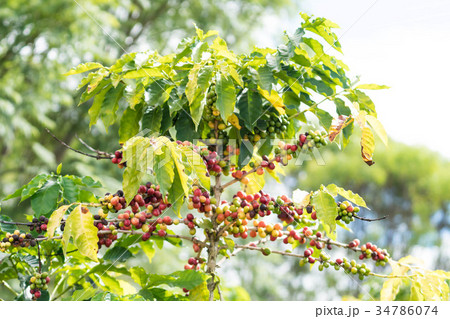 コーヒーの木/Coffee Tree_4 34786074