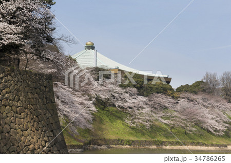 桜の日本武道館 34786265