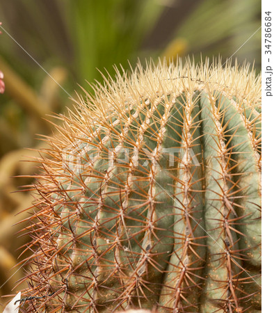 cactus 34786684