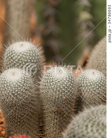 cactus 34786693
