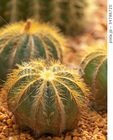 cactus 34786720