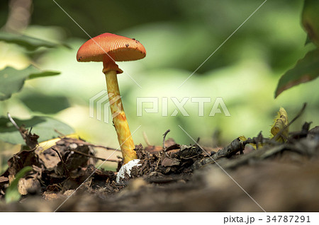 タマゴタケ 34787291