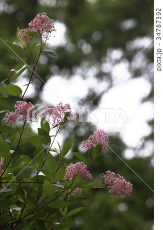 ピンクの花 ピンクの花 34787392