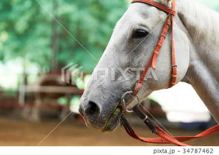 Portrait of a sports stallion. Riding on a horse. Portrait of a sports stallion. Riding on a horse. 34787462