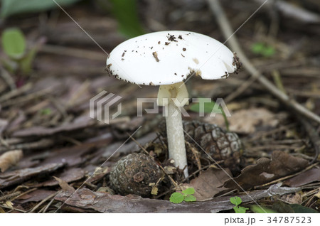 シロタマゴテングタケ 34787523