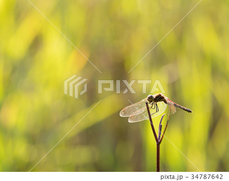 秋色のトンボ 34787642