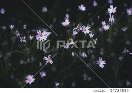 White Forest Flowers White Forest Flowers 34787659