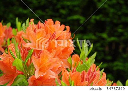 橙黄色が美しいカバレンゲツツジ 橙黄色が美しいカバレンゲツツジ 34787849