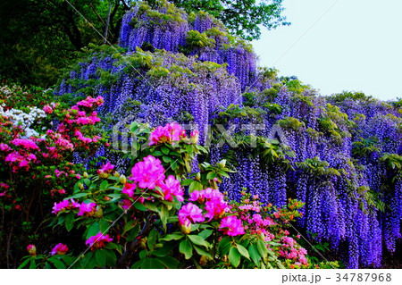 藤の花/フジの花 & ツツジの花 2017年5月 (栃木県 足利市) 藤の花/フジの花 & ツツジの花 2017年5月 (栃木県 足利市) 34787968