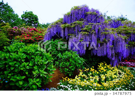 藤の花/フジの花 2017年5月 (栃木県 足利市) 藤の花/フジの花 2017年5月 (栃木県 足利市) 34787975