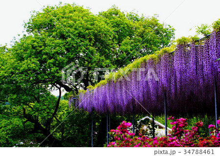 藤の花/フジの花 & ツツジの花 2017年5月 (栃木県 足利市) 藤の花/フジの花 & ツツジの花 2017年5月 (栃木県 足利市) 34788461