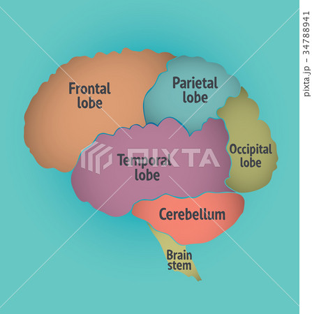 parts of the human brainのイラスト素材 34788941 pixta
