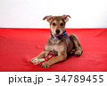 puppies bite a bone. 34789455