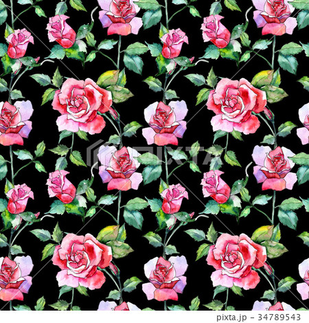 Wildflower rose flower pattern in a watercolor 34789543