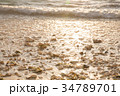 貝殻の並ぶ白い砂浜 34789701