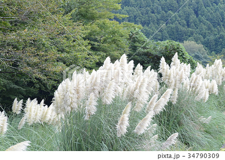 パンパースグラスの写真素材