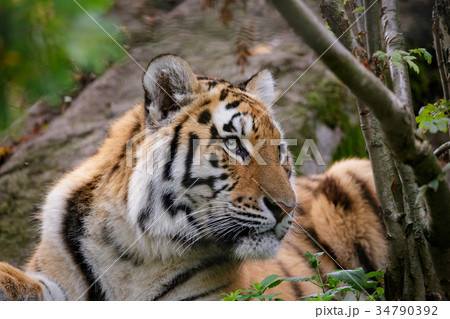 Siberian tiger panthera tigris altaica 34790392