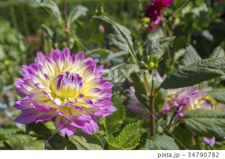 ダリア ダリア 34790782