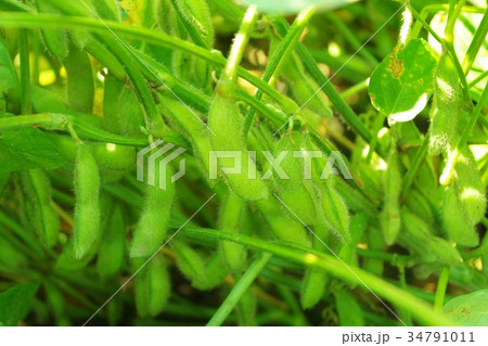 秋 大豆畑 秋 大豆畑 34791011