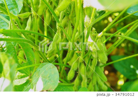 秋 大豆畑 秋 大豆畑 34791012