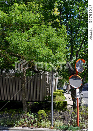 マンションの植込み マンションの植込み 34791017
