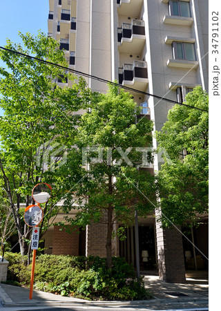 マンションの植込み 34791102