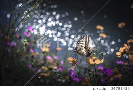 コスモス 34791489