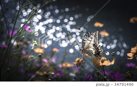 コスモス コスモス 34791490