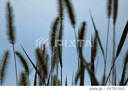 ねこじゃらし ねこじゃらし 34791563