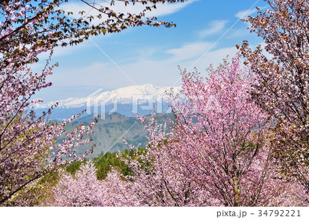 桜峠の桜 34792221