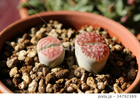 リトープス／トップレッド 34792369