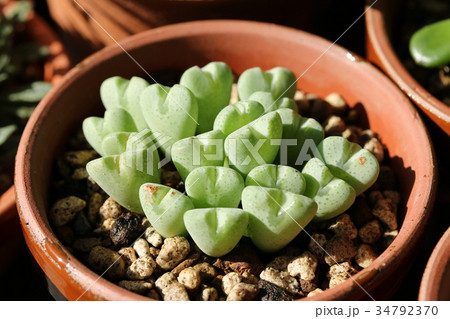 オペラローズ/コノフィツム オペラローズ/コノフィツム 34792370