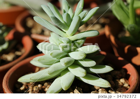 セデベリア/樹氷 セデベリア/樹氷 34792372