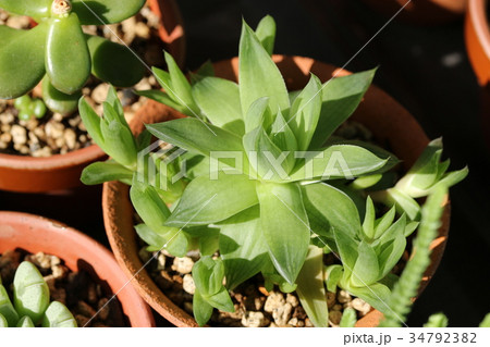 シンビフォルミス/ハオルチア シンビフォルミス/ハオルチア 34792382