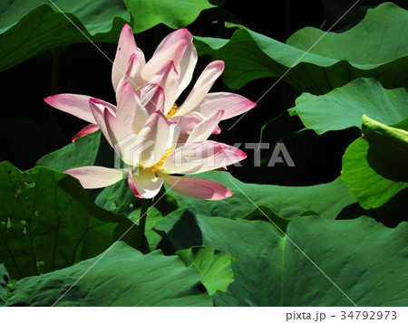 ハスの花は神秘的で 神々しいほどに美しい花である 仏教では極の写真素材