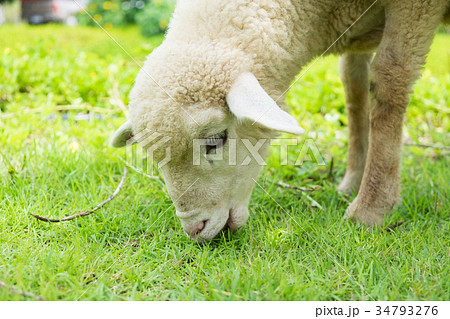 Lamb are eatting grass. Lamb are eatting grass. 34793276