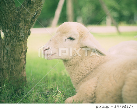 Lamb smiling. (vintage tone) 34793277