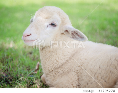 Lamb smiling 34793278