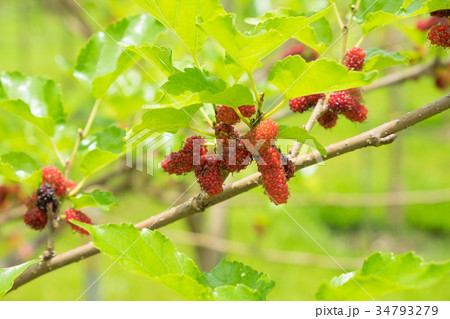 Mulberry in the garden Mulberry in the garden 34793279
